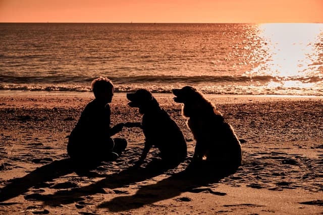 Libre Amy et précieux délices : accompagnement dans le bien être de votre chat et de votre chien 